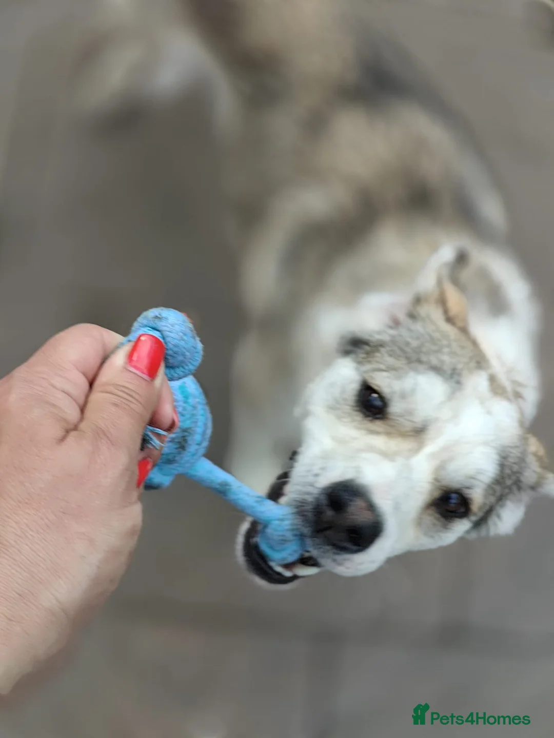 Mixed Breed dogs for adoption: ❤️GRACY❤️-a fluffy ball of joy in a small wrap  - Advert 9