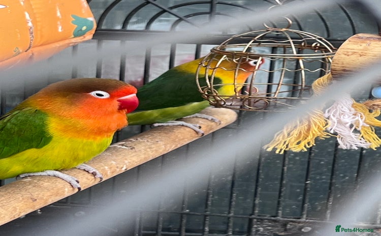 Lovebirds birds - Advert 2