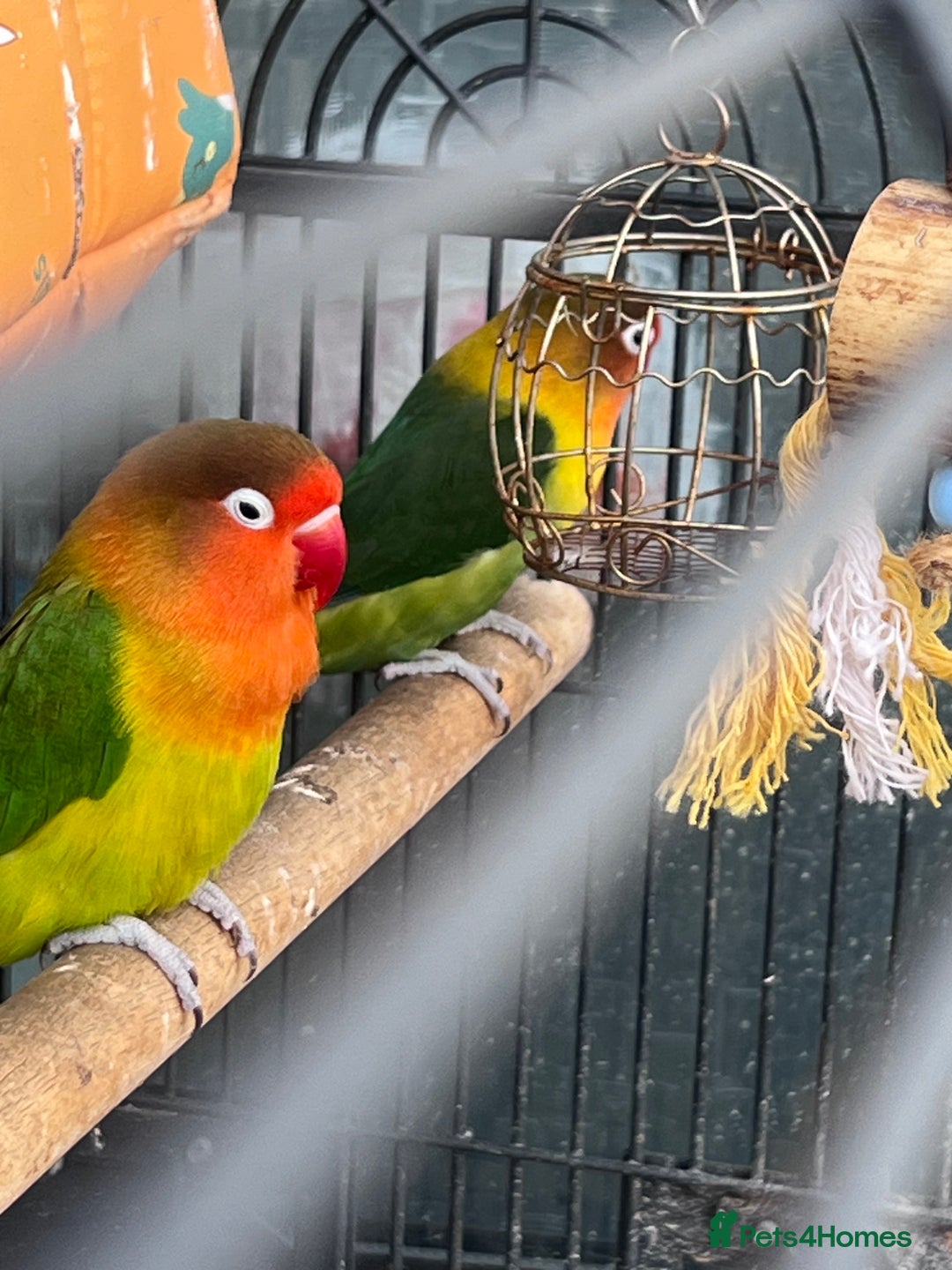 Lovebirds birds for sale: Love Birds Male & Female - Image 1