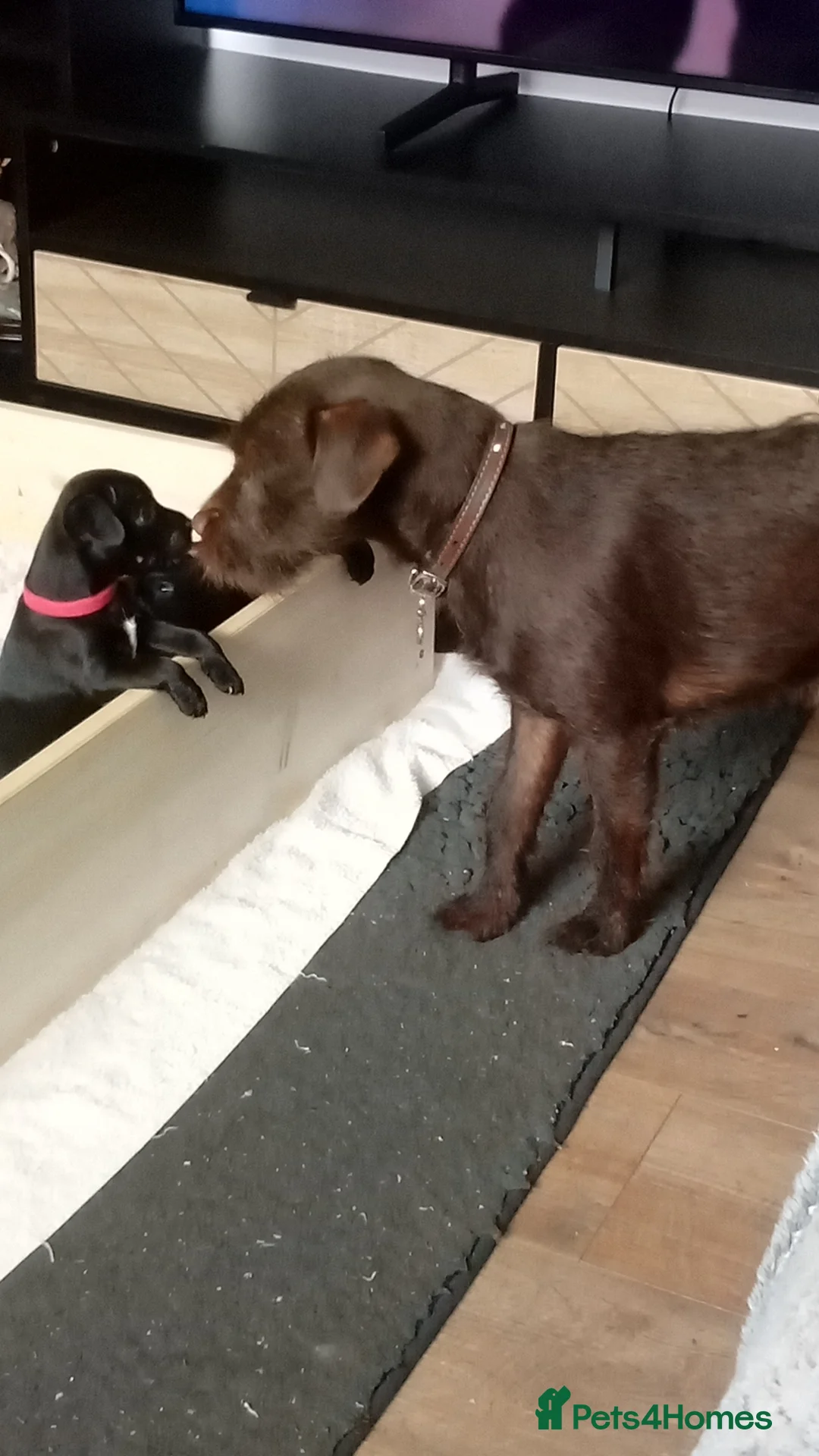 Patterdale Terrier dogs for sale: Patterdale terriers - Advert 5