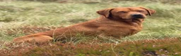 Labrador Retriever dogs for sale: Health Tested Working Labrador Pups - Advert 3