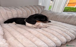 Miniature Dachshund dogs for sale: Miniature dachshund  - Image 12