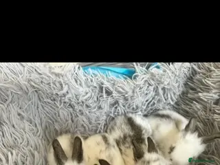 Lionhead rabbits Adorable Lionhead rabbits looking for Loving Homes in Bedford - Advert 2