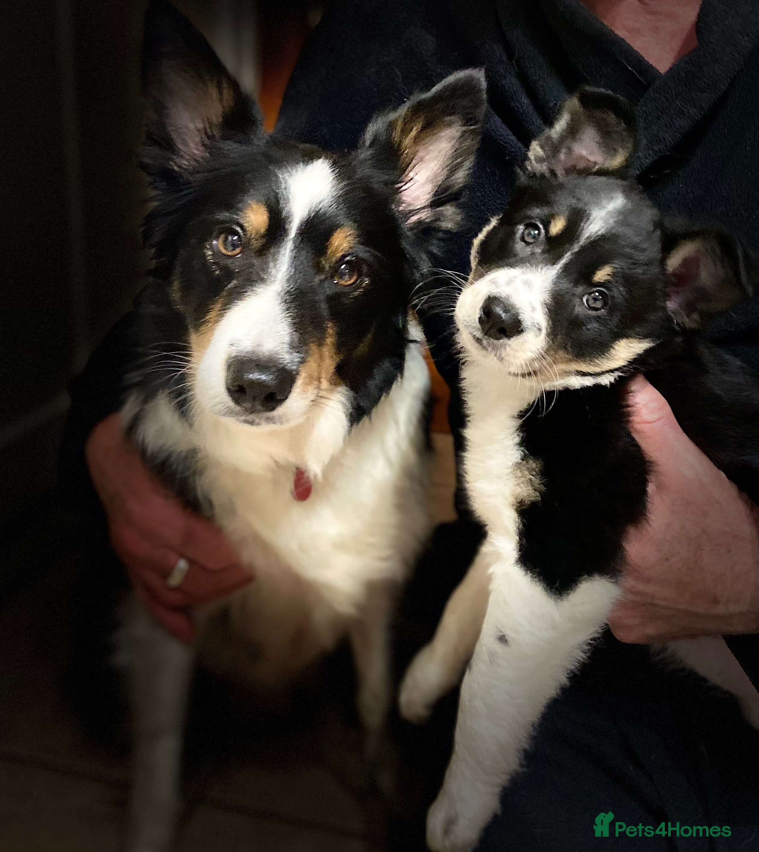 Border Collie dogs Gorgeous Handsome Tri colour Border Collie male  - Advert 2