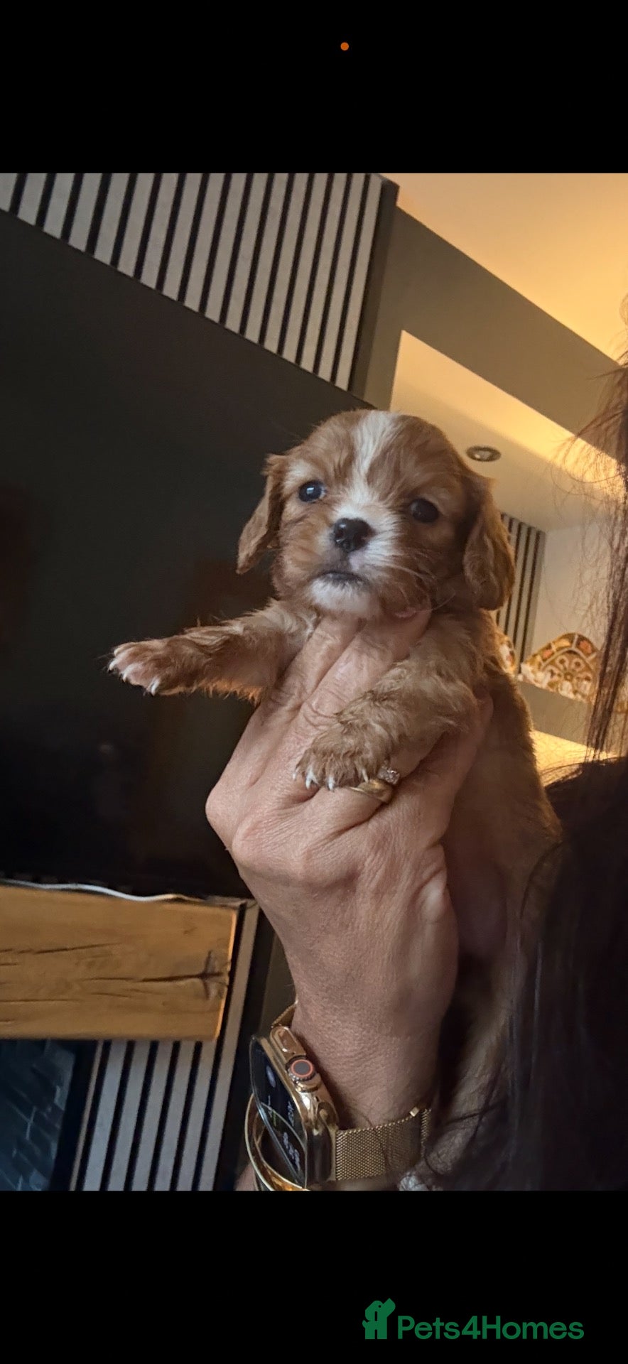 Cavalier King Charles Spaniel dogs DNA clear and kc registered cavalier puppies  - Advert 2