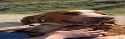 Cocker Spaniel dogs for stud: Cocker Spaniel Stud Available  in Dungannon - Advert 4