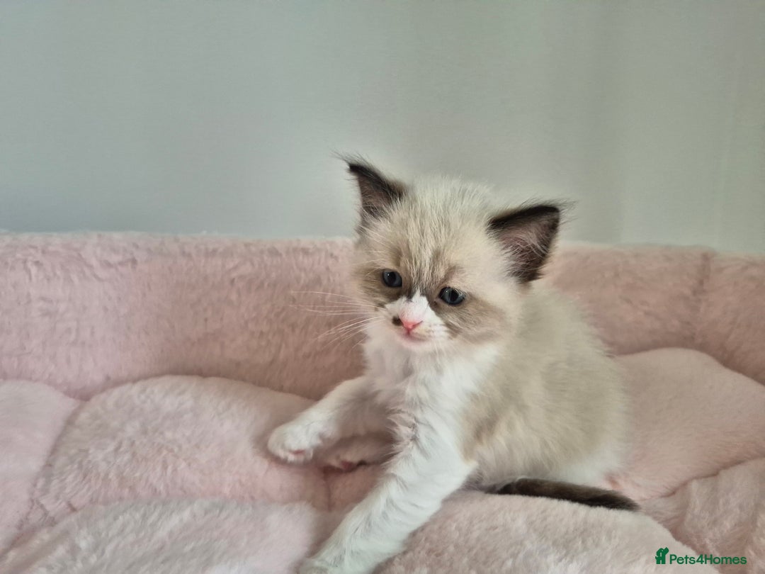Ragdoll cats for sale: Ragdoll Kittens - Image 11