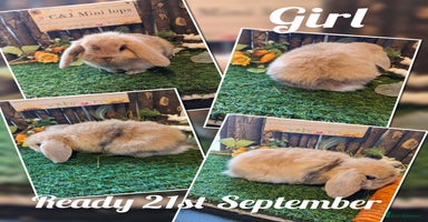Mini Lop rabbits - Advert 15