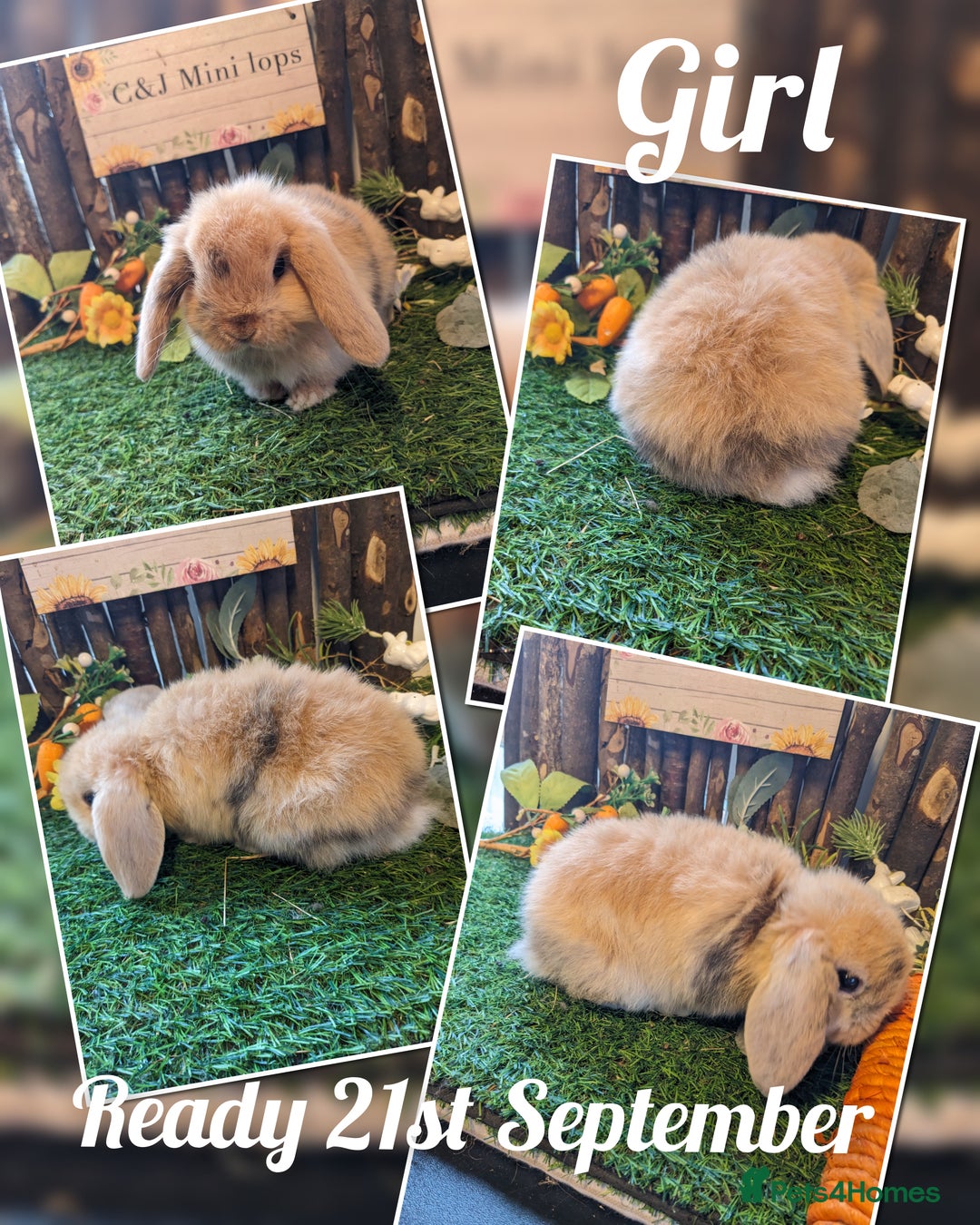 Mini Lop rabbits for sale: Stunning mini lop kits.  - Image 2