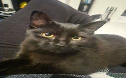 Domestic Shorthair cats for sale: Female 8 months free to good home  - Image 4