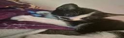 Mixed Breed cats for sale: Beautiful black and white kitty. Available now - Advert 3