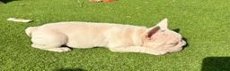 French Bulldog dogs for sale: She was my keeper. STUNNING French Bulldog Girl - Advert 15