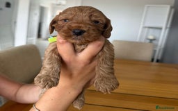 Cockapoo dogs for sale: Red fox mini Cockapoo puppies in Alfreton - Image 12