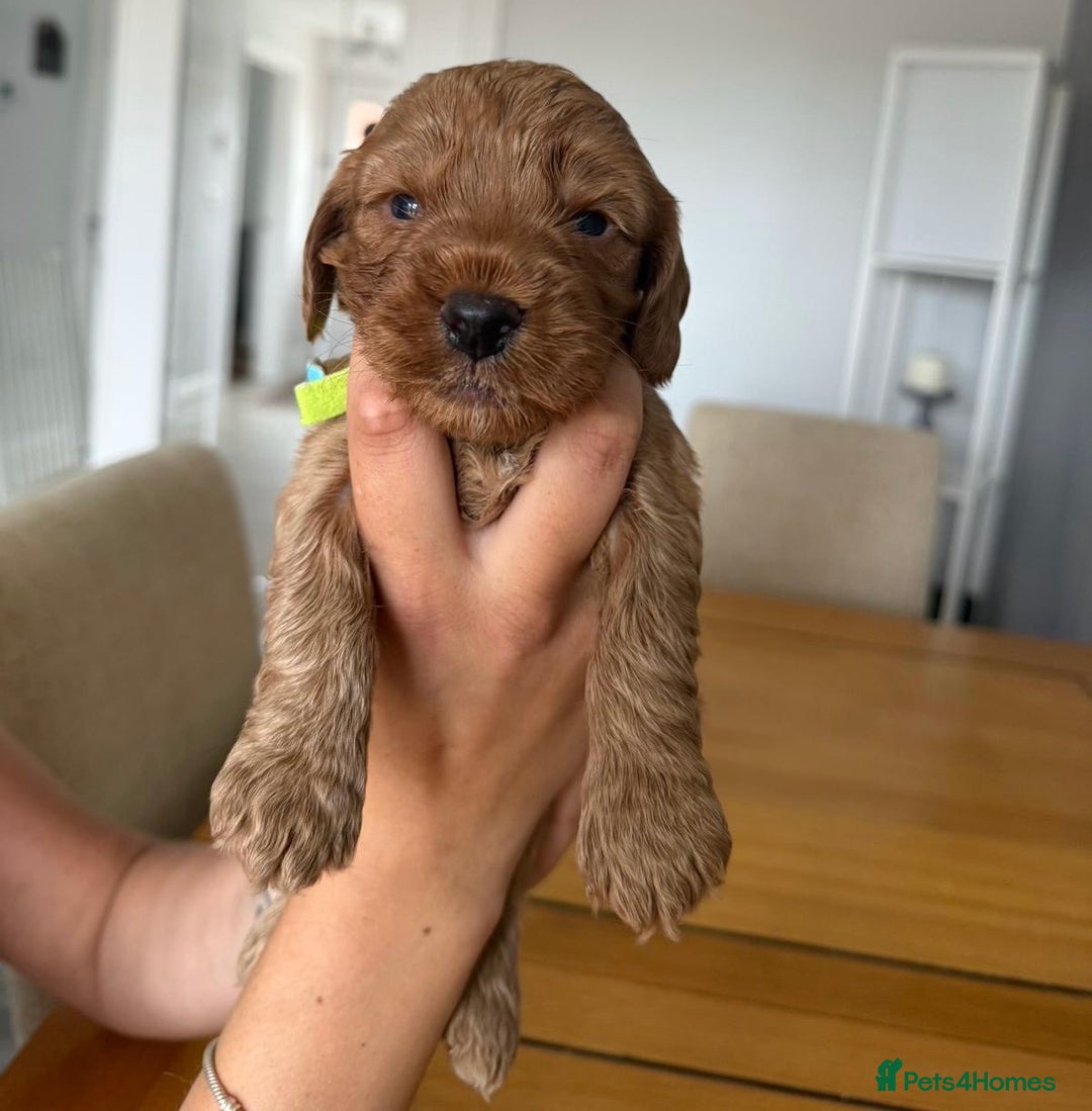 Cockapoo dogs for sale: Red fox mini Cockapoo puppies in Alfreton - Image 12