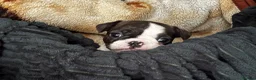 French Bulldog dogs for sale:  French bulldog puppies 1 male 1 female left - Advert 27