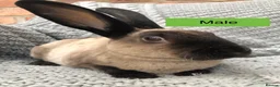 Rex rabbits for sale: Pure breed velvet mini and standard Rex rabbits - Advert 14