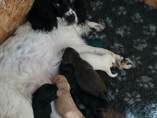 Sprocker dogs - Advert 1