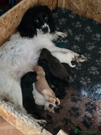 Sprocker dogs - Advert 4