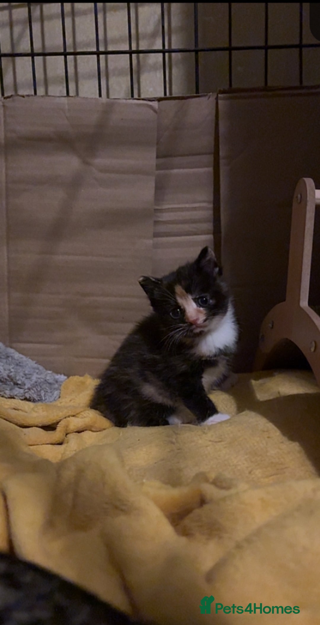 Mixed Breed cats for sale: 2 beautiful kittens  - Advert 4