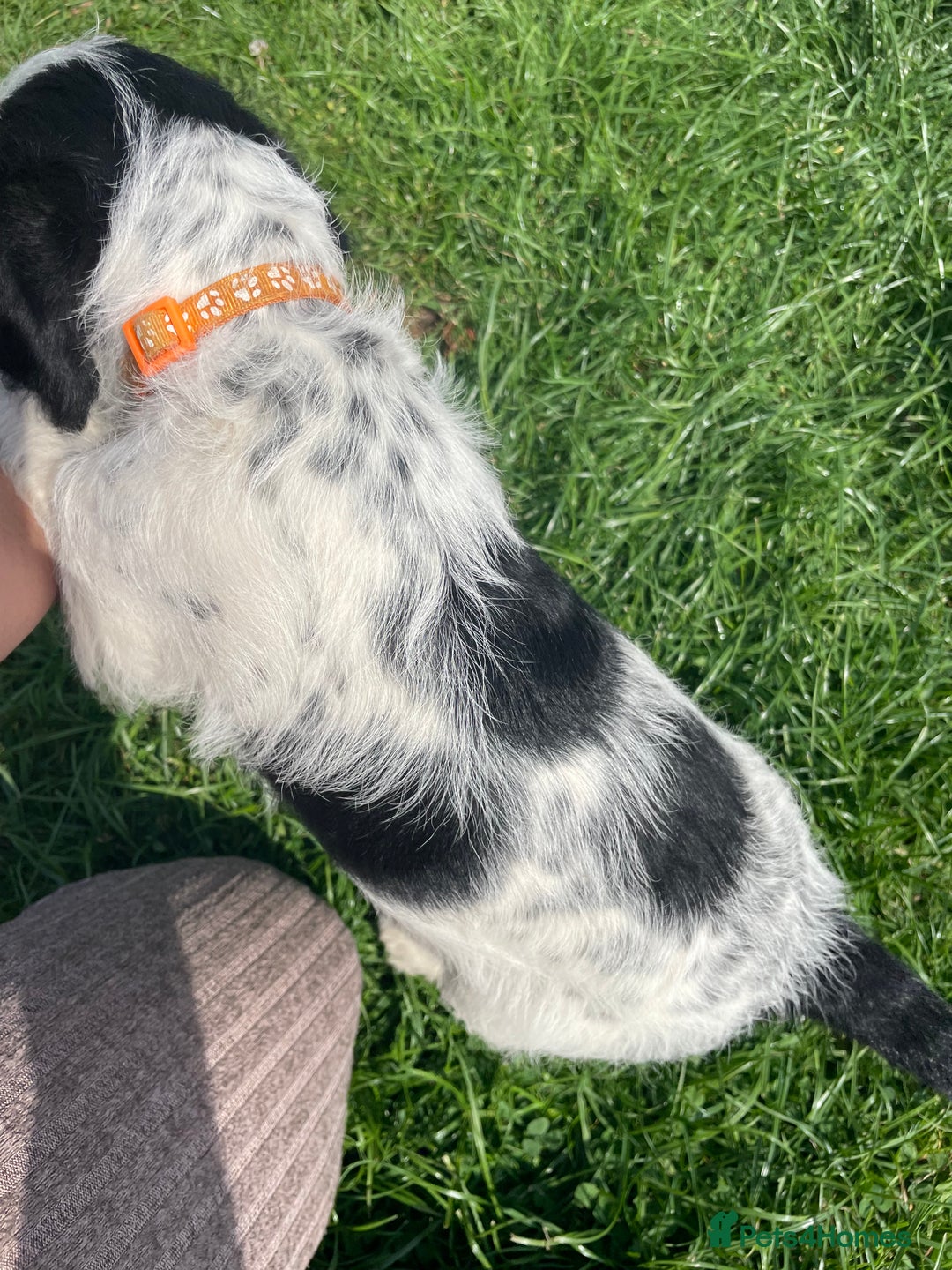 Mixed Breed dogs for sale: Last girl Ready to go Rare Dalmadoodle puppies 🏡 - Image 21