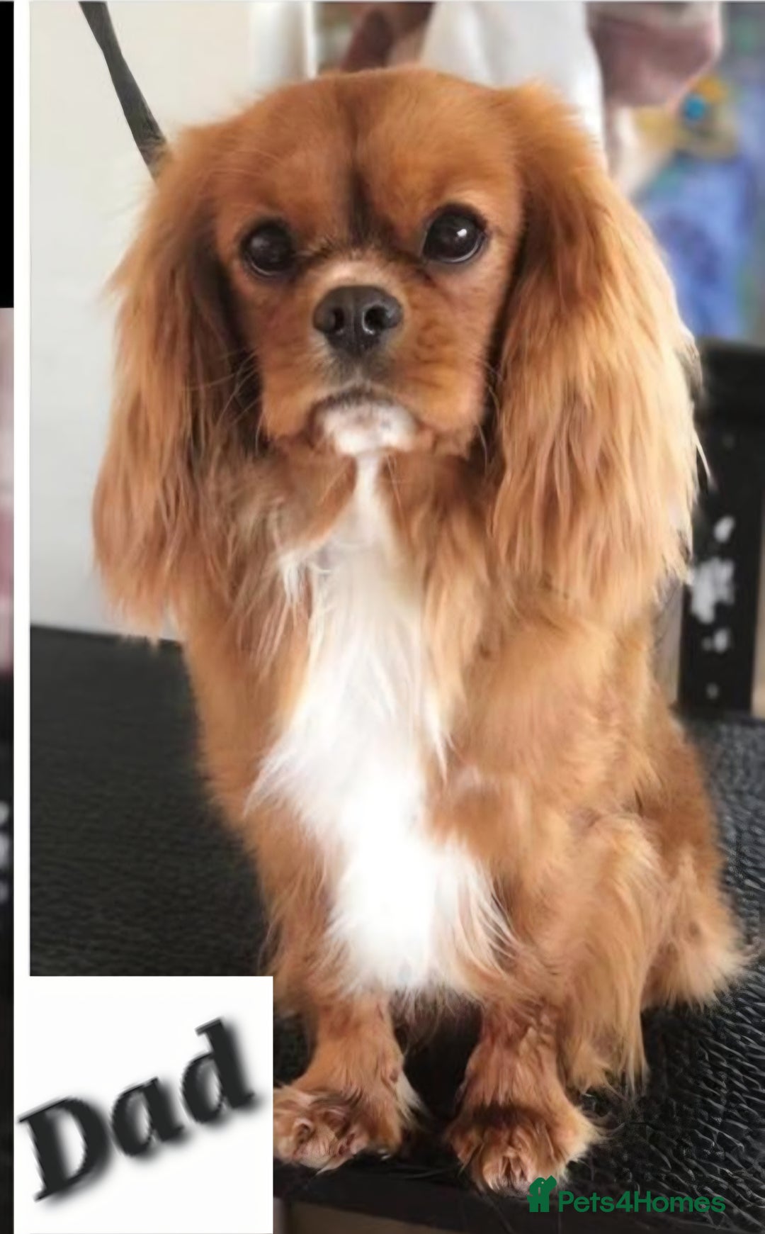 Cavalier King Charles Spaniel dogs for sale: KC King Charles Cavaliers.❤️Heart & Health Tested. - Image 15