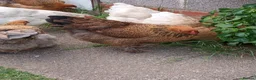 Chickens poultry for sale: LF Brahma Partridge, Lemon Pyle, golden lace - Advert 4
