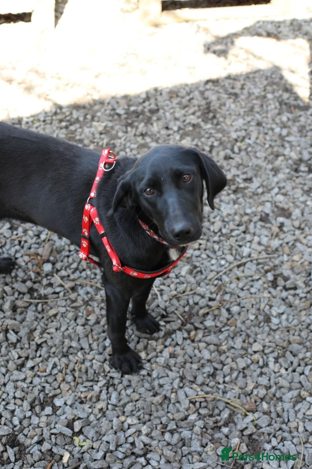 Mixed Breed dogs for adoption: ❤️🐶 KELLY – QUIETLY BY YOUR SIDE 🐶❤️ in Burton-on-Trent - Advert 1