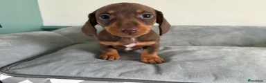 Miniature Dachshund Puppy 1