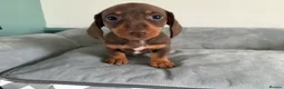 Miniature Dachshund dogs for sale: Tiny mini dachshund  - Advert 14