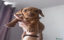Miniature Dachshund dogs for sale: Kc reg miniature dachshund  - Image 10