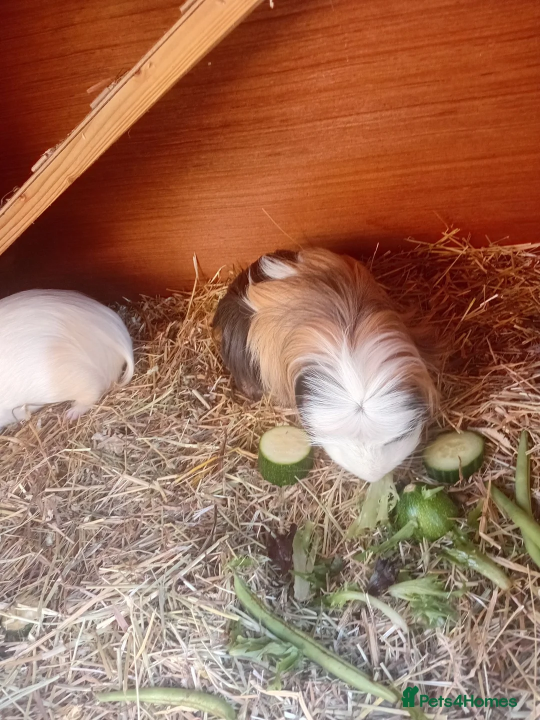 Guinea Pig rodents for sale: Two male guinea pigs for sale in Manchester - Advert 2