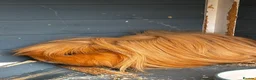 Guinea Pig rodents for sale: Guinea pigs needing a new home! - Advert 3