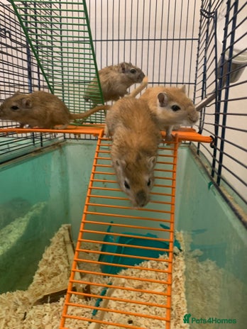 Gerbil rodents in Rotherham - Advert 1