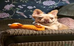 Mixed Breed dogs for sale: Fluffy frenchie approx 2years old.  - Image 7