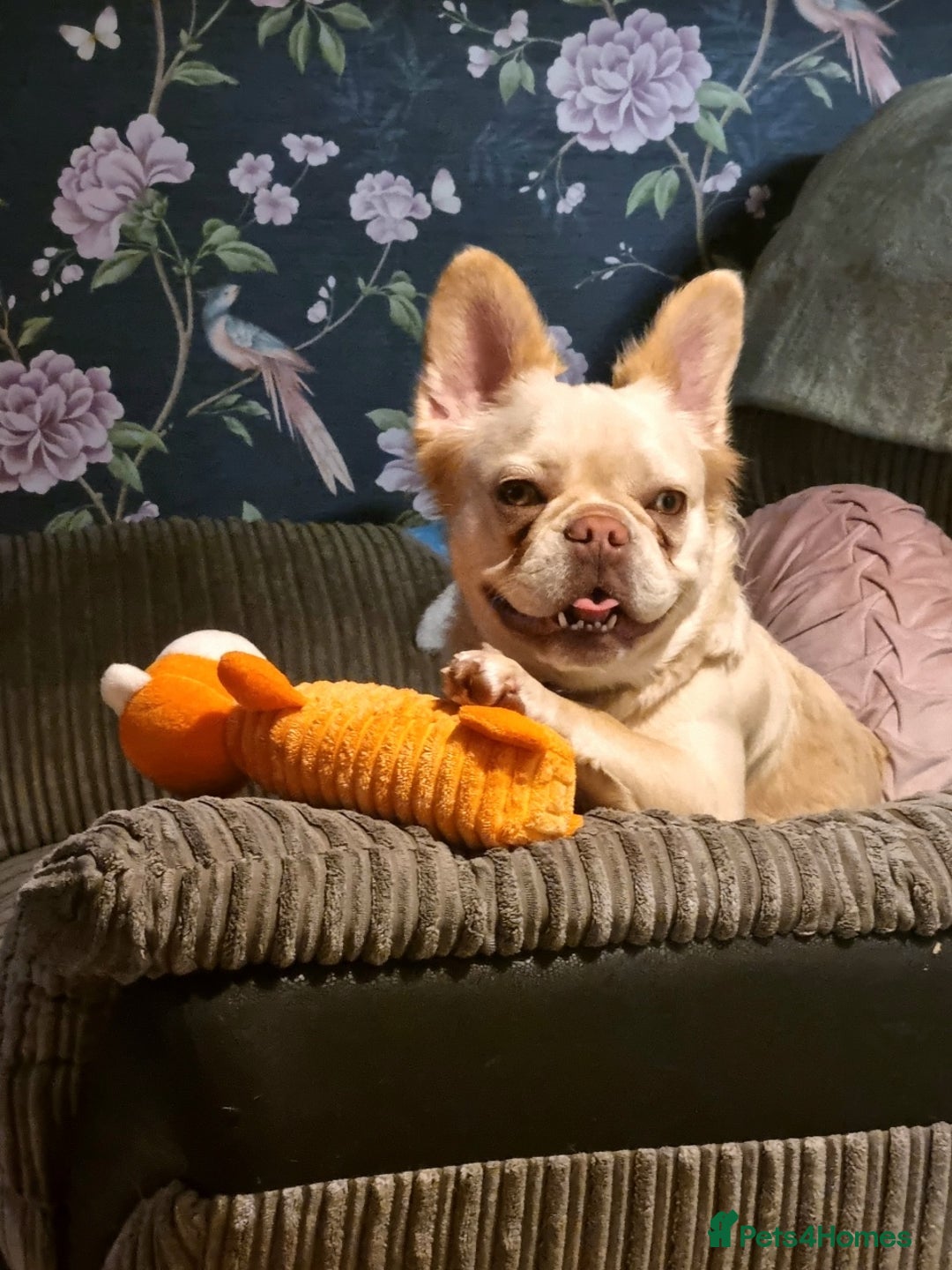 Mixed Breed dogs for sale: Fluffy frenchie approx 2years old.  - Image 7