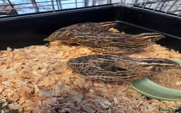 Quail poultry for sale: Japanese (Coturnix) quail point of lay - Image 3