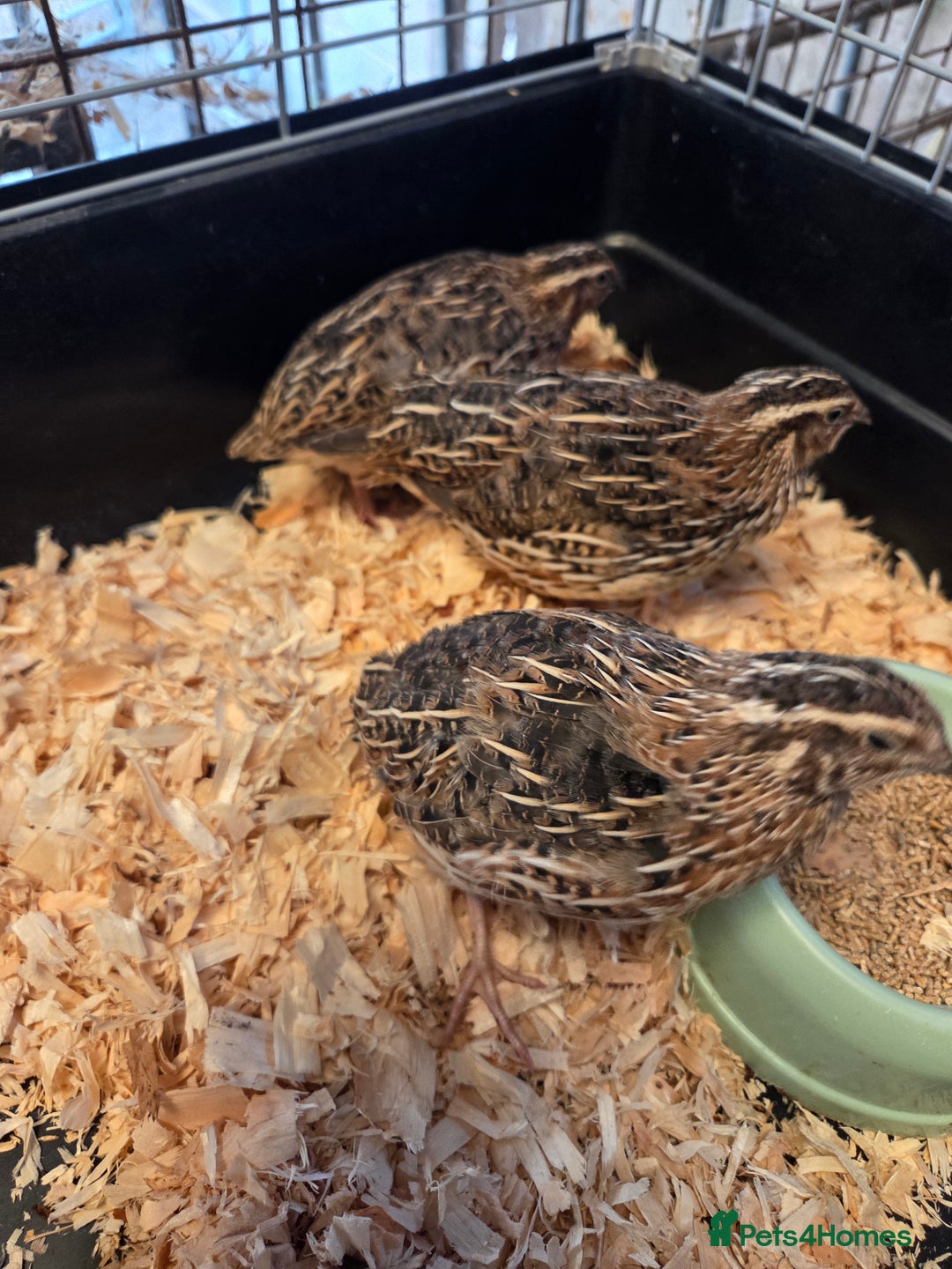 Quail poultry for sale: Japanese (Coturnix) quail point of lay - Image 3