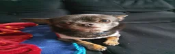 Mixed Breed dogs for sale: Mouse  - Advert 2