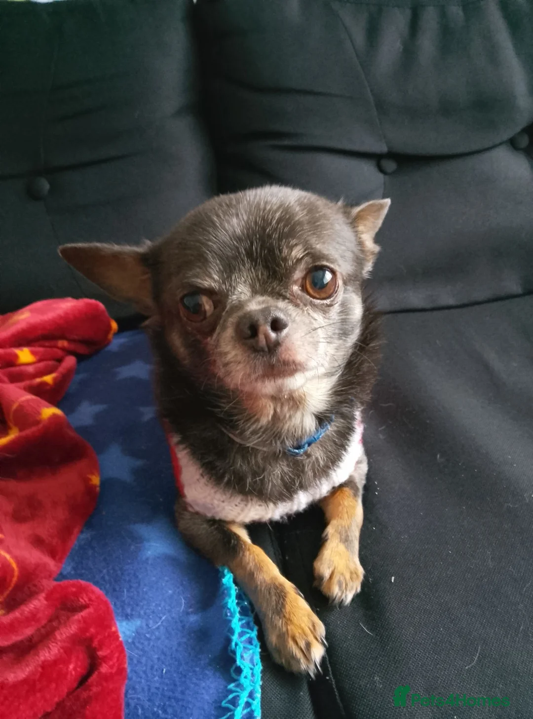 Mixed Breed dogs for sale: Mouse  - Advert 2