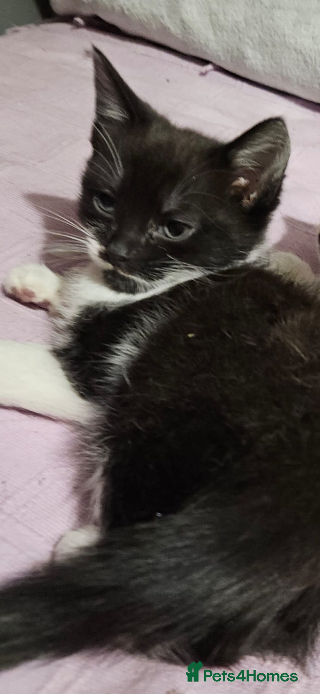 Mixed Breed cats for sale: Beautiful 8 week female £100 - Advert 2