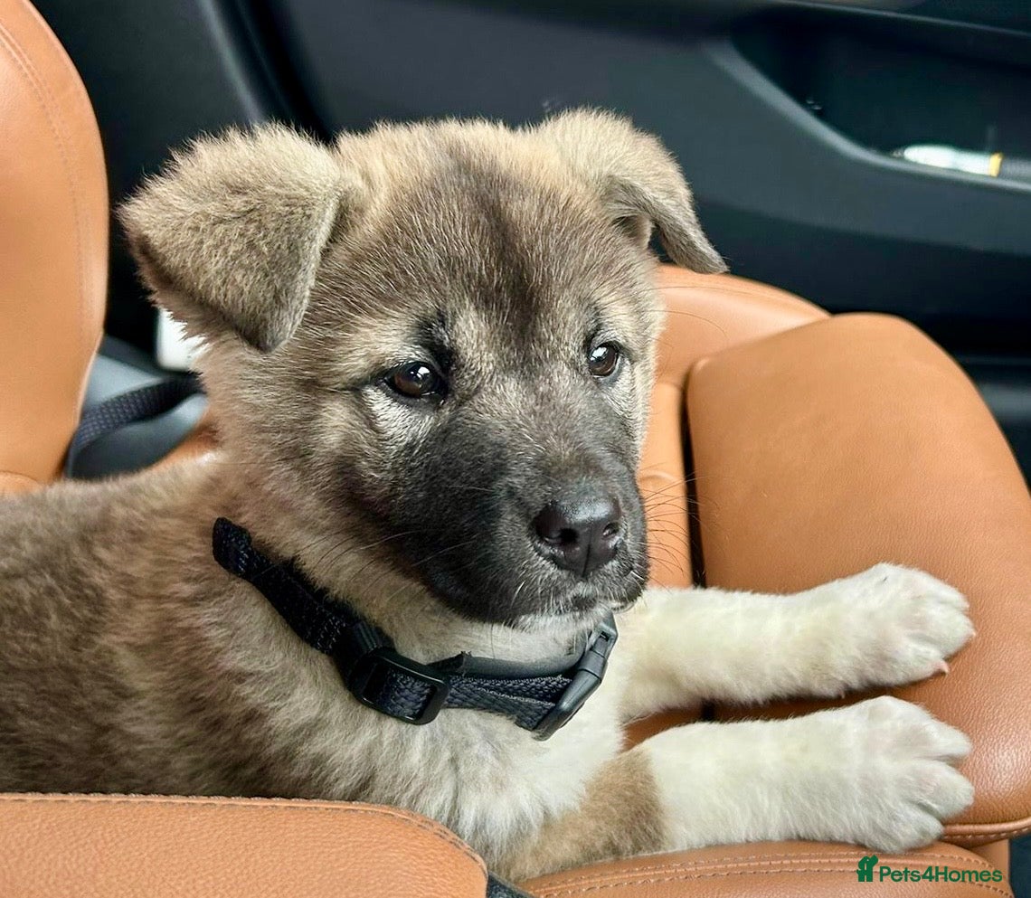 Akita dogs 10 weeks old beautiful American Akita girl in Southall - Advert 1