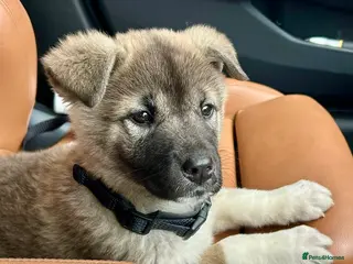 Akita dogs 10 weeks old beautiful American Akita girl in Southall - Advert 11