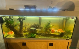 Fancy Goldfish fish for sale: Full fish tank set up - Advert 6
