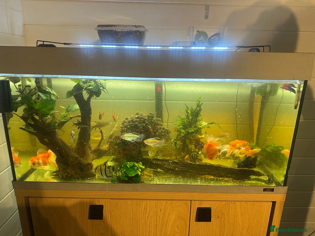 Fancy Goldfish fish for sale: Full fish tank set up - Advert 6