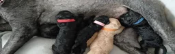 Standard Poodle dogs for sale: Male standard poodle puppy - Advert 10