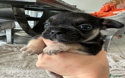 French Bulldog dogs for sale: Full French bulldogs KC solid & merle colours - Image 2