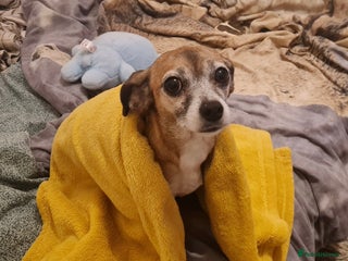 Mixed Breed dogs - Advert 27