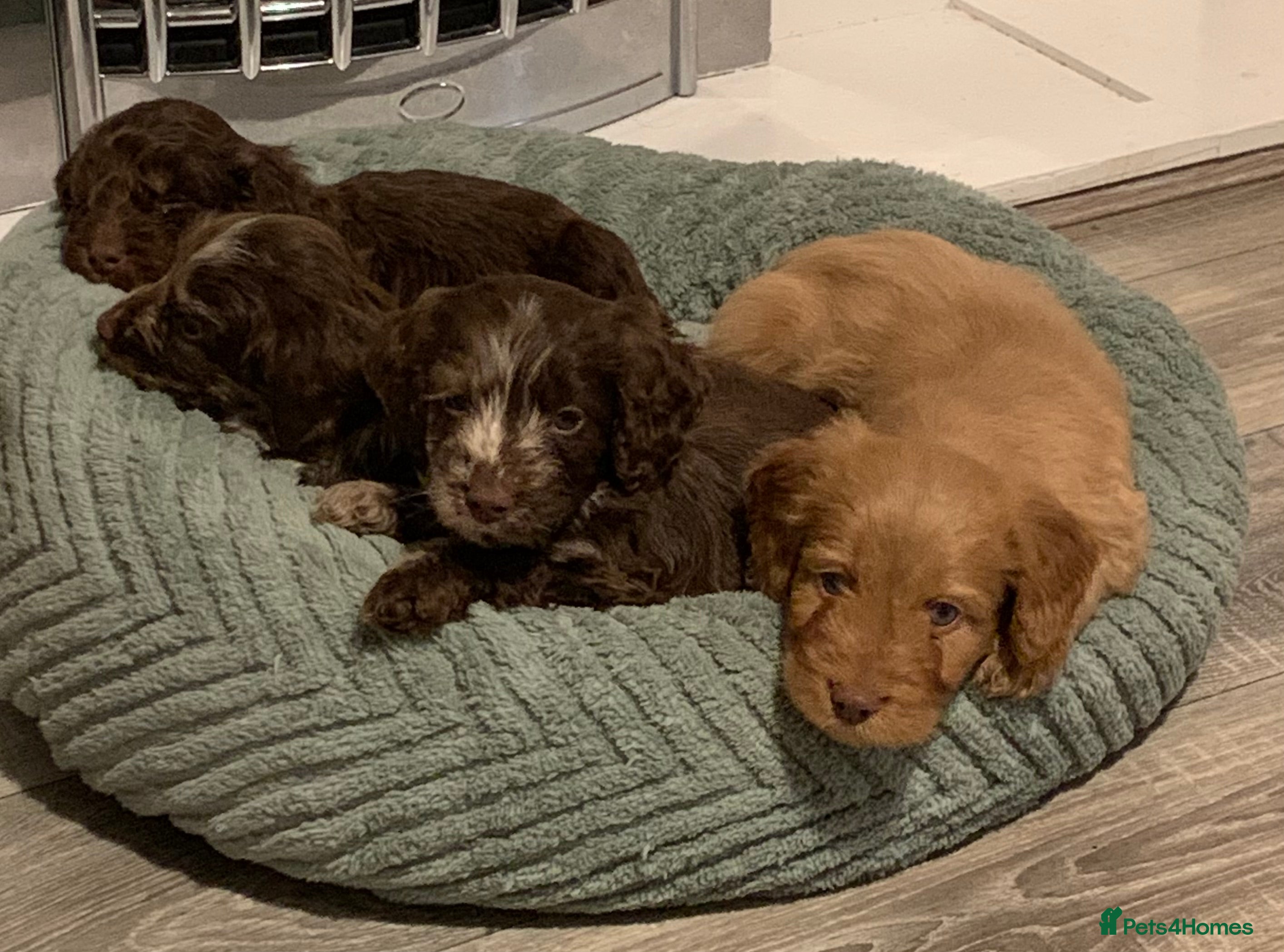 Cockapoo dogs Healthy toy poodle companions  - Advert 15