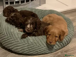 Cockapoo dogs Healthy toy poodle companions - Advert 15