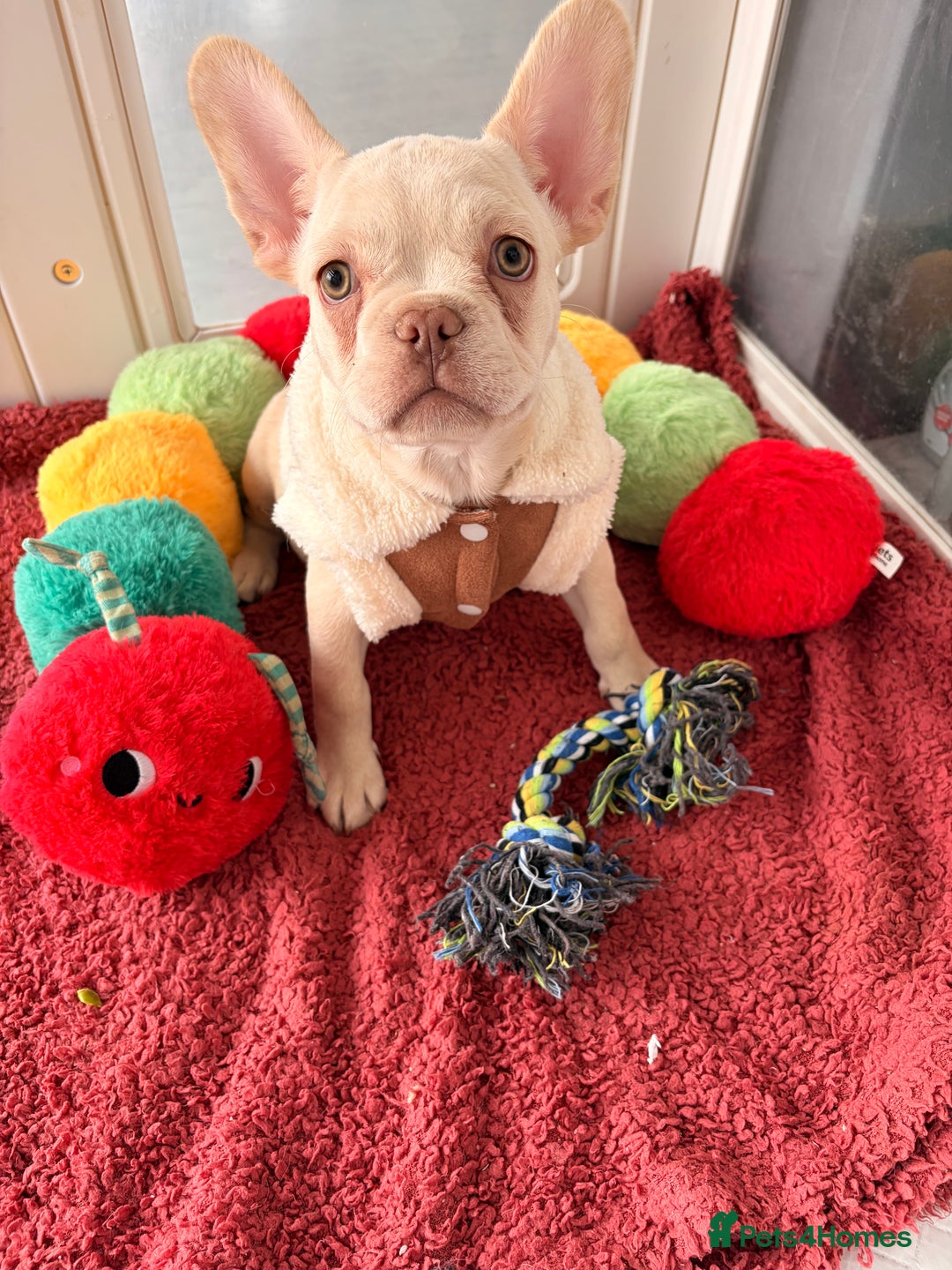 French Bulldog dogs for sale: Platinum French Bulldog Puppies – Ready  - Advert 1